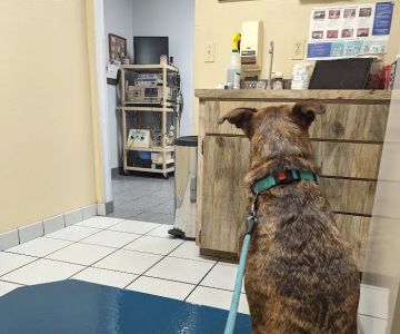 Edgewood Animal Clinic
