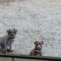 Zephyrhills Veterinary Clinic ico