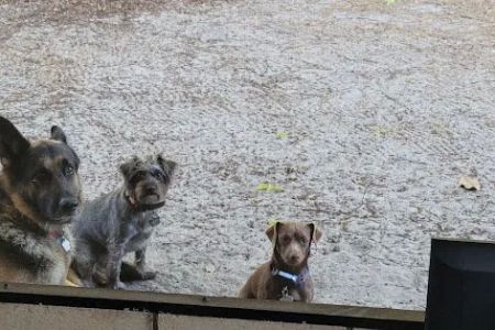 Zephyrhills Veterinary Clinic