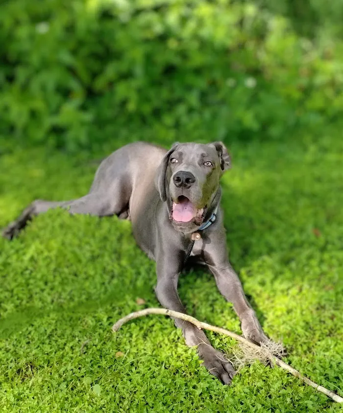 Cleveland Heights Animal Hospital 12