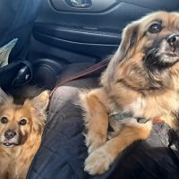 Cleveland Heights Animal Hospital ico