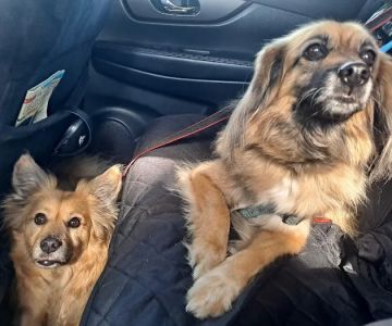 Cleveland Heights Animal Hospital
