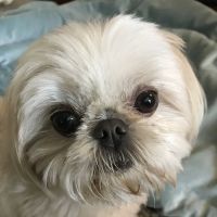 New Life Veterinary Hospital ico