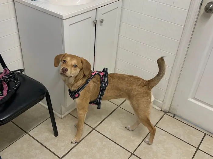 North Polk Animal Hospital 4