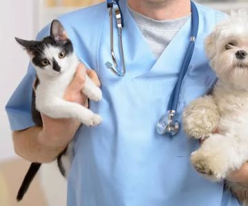 Saddle Creek Veterinary Hospital