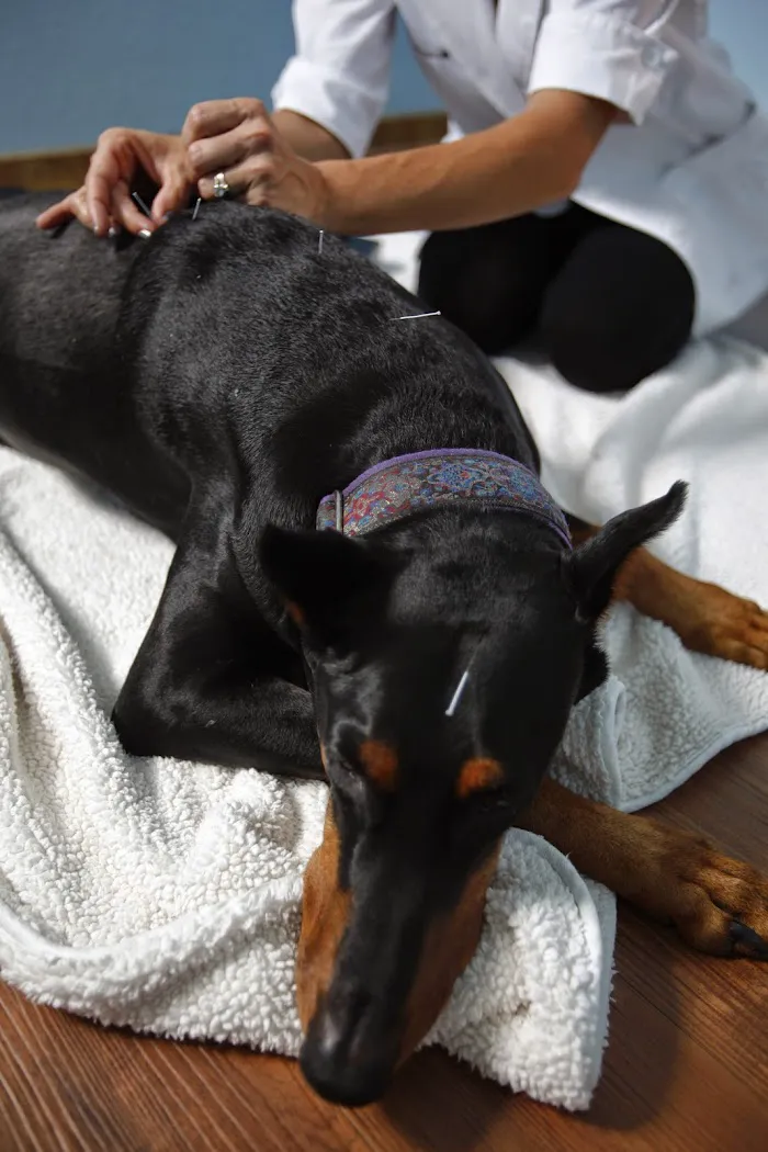 My Pets Animal Hospital 12