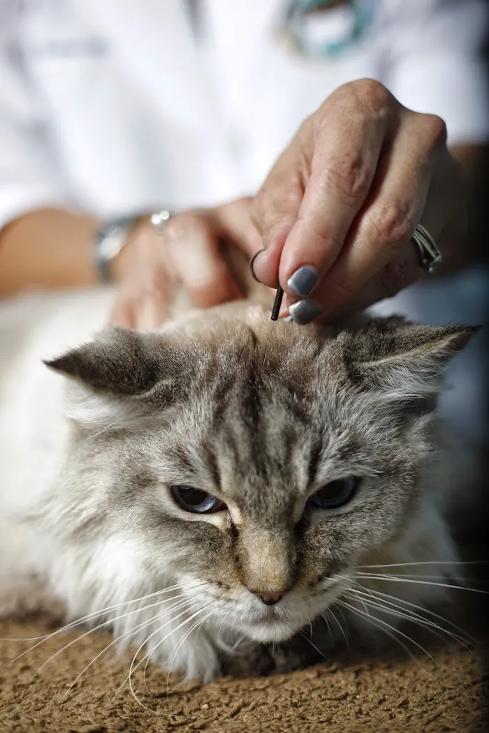 My Pets Animal Hospital 12