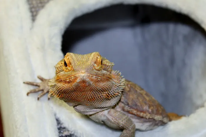 My Pets Animal Hospital 12
