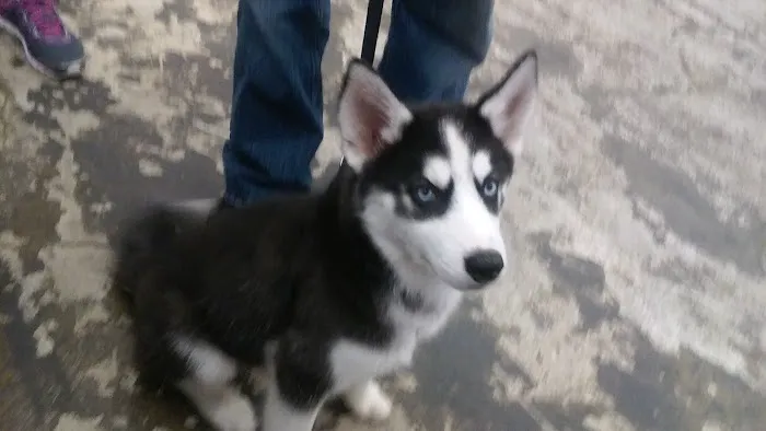 Pet Vaccination Clinic at Tractor Supply Co. 1