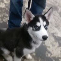 Pet Vaccination Clinic at Tractor Supply Co. ico