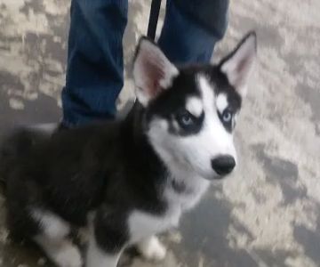 Pet Vaccination Clinic at Tractor Supply Co.