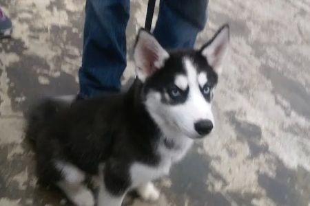 Pet Vaccination Clinic at Tractor Supply Co.