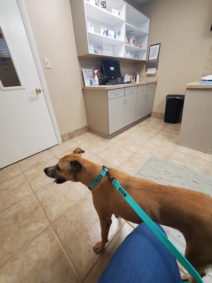 All Creatures Animal Clinic 2