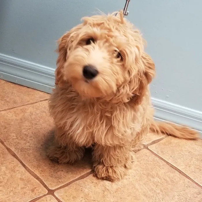 Affordable Pet Hospital 12