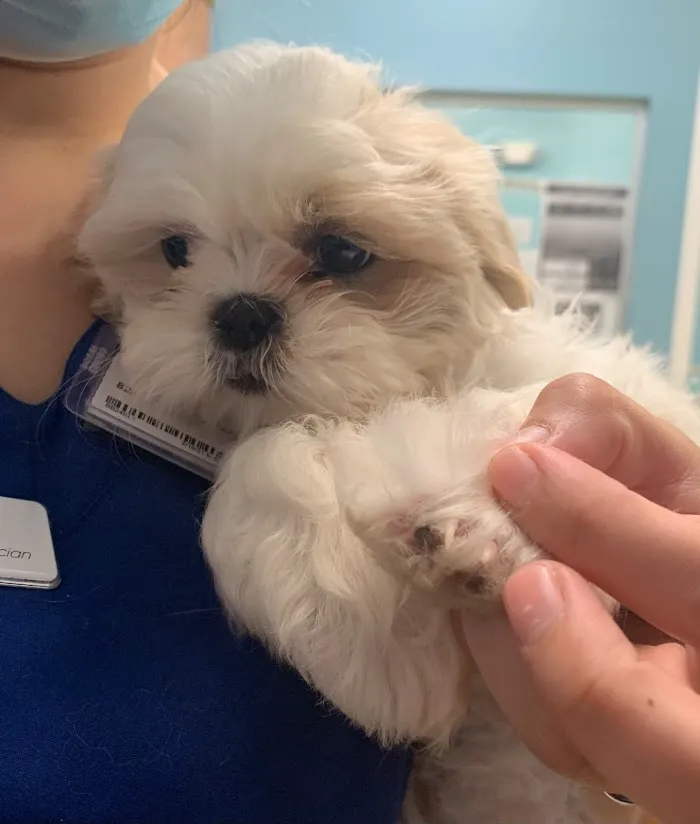 Affordable Pet Hospital 12