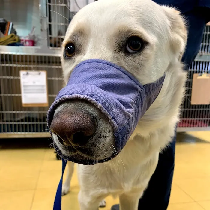 Affordable Pet Hospital 12