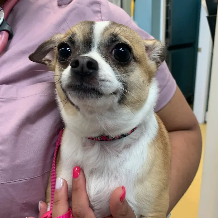 Affordable Pet Hospital 12