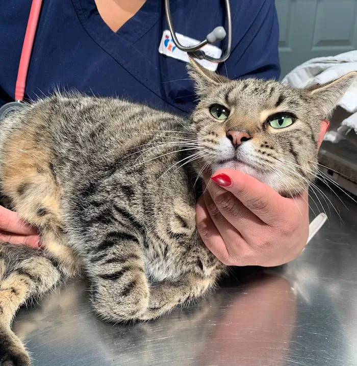 Affordable Pet Hospital 12