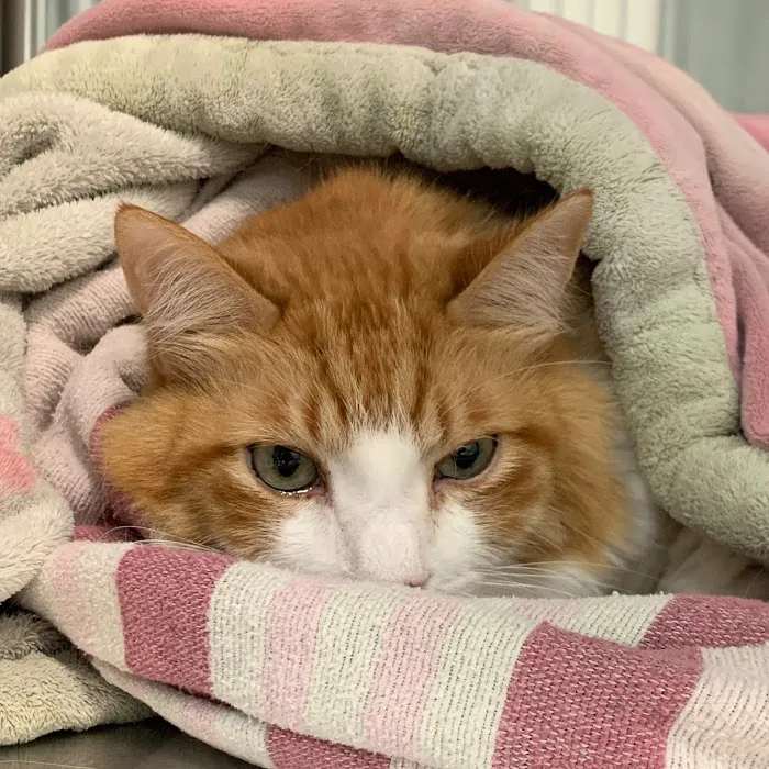 Affordable Pet Hospital 12