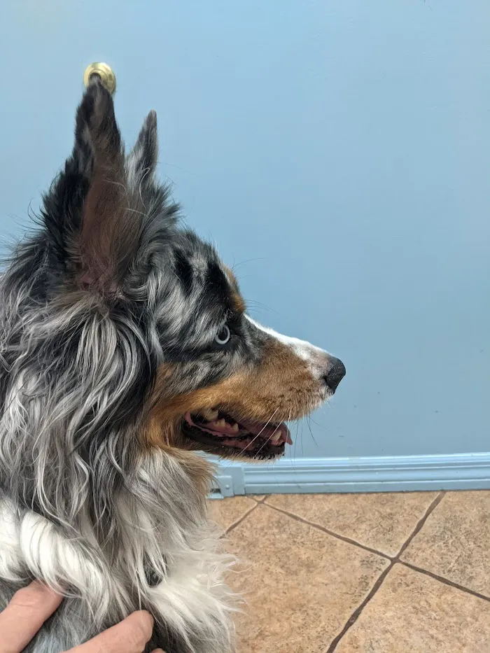 Affordable Pet Hospital 12