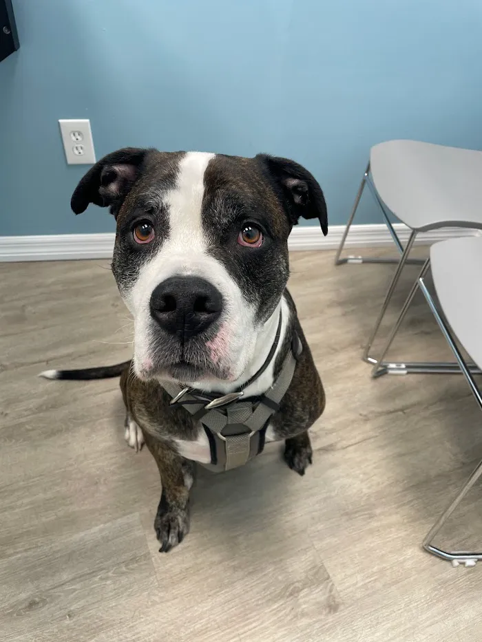 Affordable Pet Hospital 12