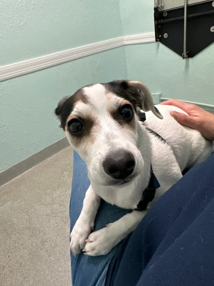 Privileged Critters Animal Hospital 9