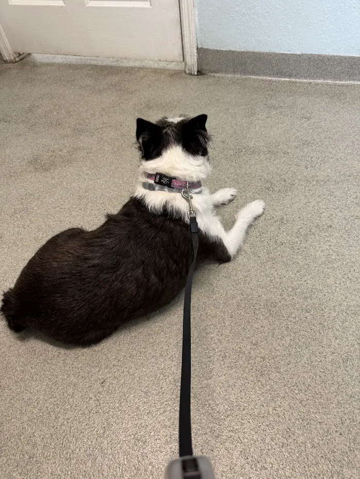 Privileged Critters Animal Hospital 8