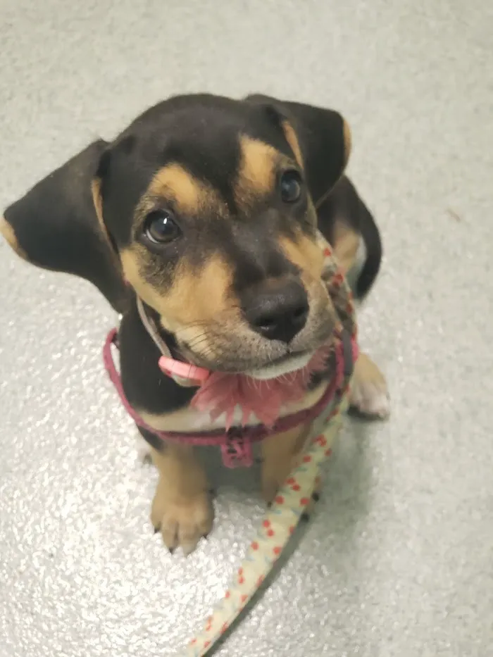 Privileged Critters Animal Hospital 7