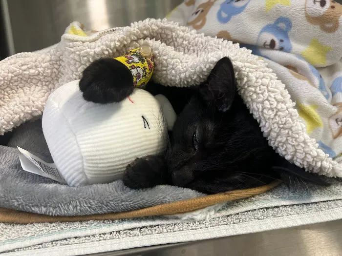 Privileged Critters Animal Hospital 6