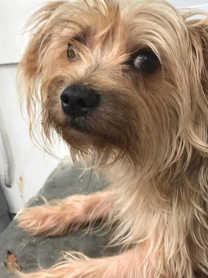 Privileged Critters Animal Hospital 10