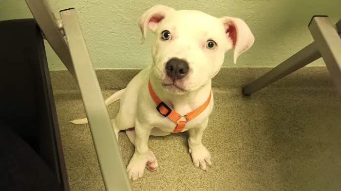 Privileged Critters Animal Hospital 1