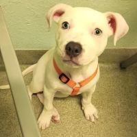 Privileged Critters Animal Hospital ico