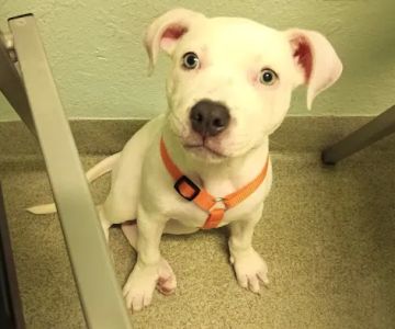 Privileged Critters Animal Hospital