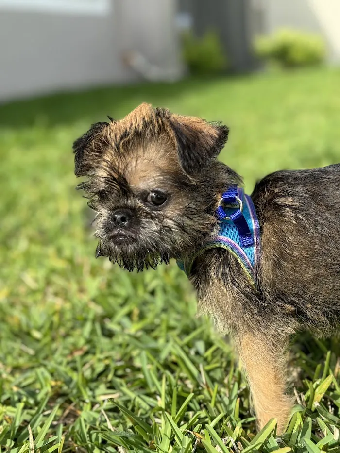 Privileged Critters Animal Hospital 4