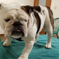 Pet Care On Highland ico