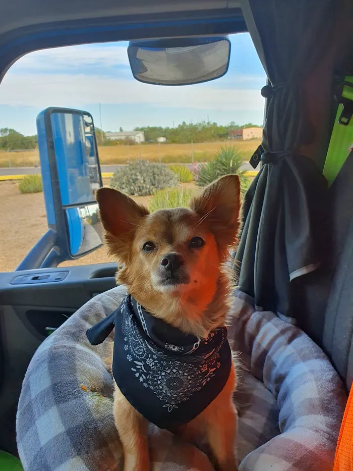 Plant City Animal Hospital: Britton Suzanne DVM 12