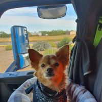 Plant City Animal Hospital: Britton Suzanne DVM ico