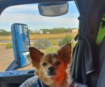 Plant City Animal Hospital: Britton Suzanne DVM