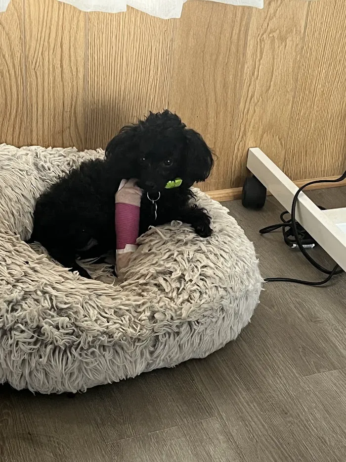 VETS ER: Veterinary Emergency Triage and Surgery 12