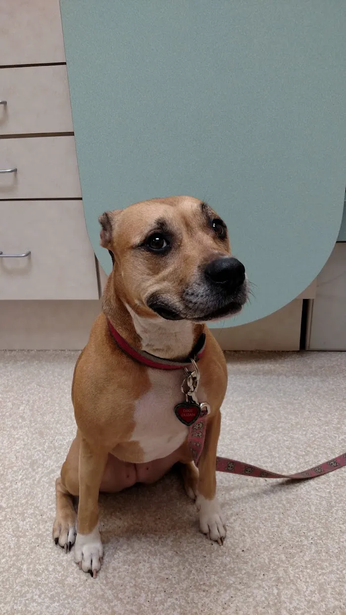Lakeland Veterinary Hospital & Wellness Center 12