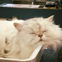 Lakeland Veterinary Hospital & Wellness Center ico