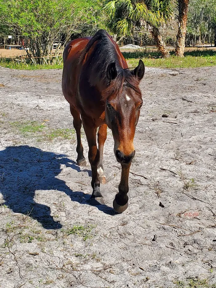 Brandon Equine Medical Center 8