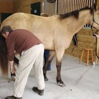 Brandon Equine Medical Center ico