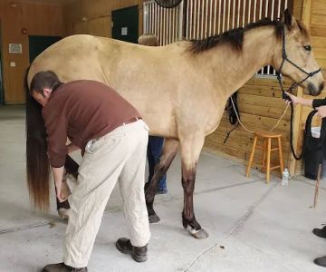 Brandon Equine Medical Center
