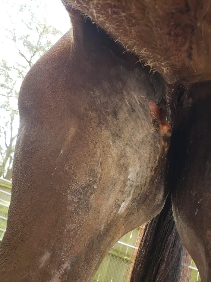 Brandon Equine Medical Center 3