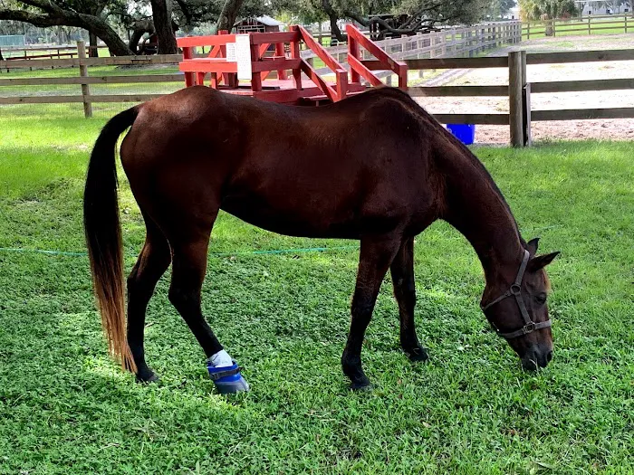 Brandon Equine Medical Center 6