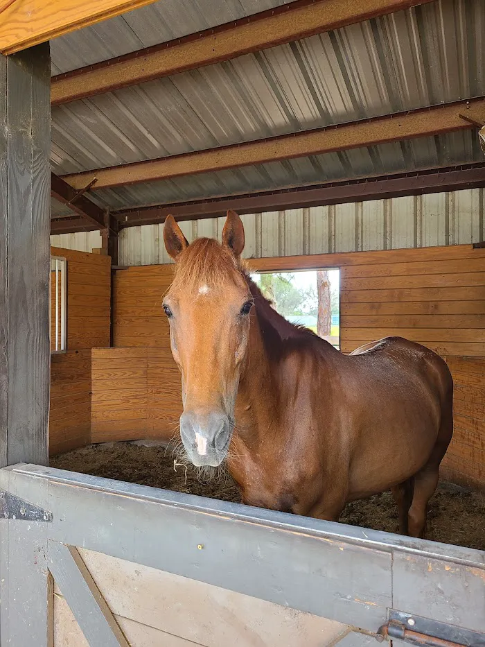 Brandon Equine Medical Center 7