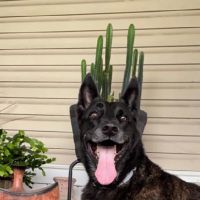 Crystal Springs Veterinary Clinic, PA ico