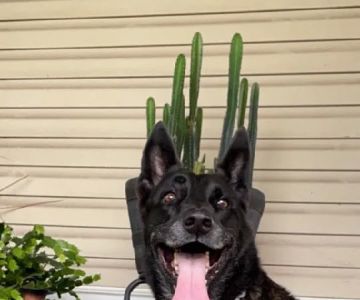 Crystal Springs Veterinary Clinic, PA
