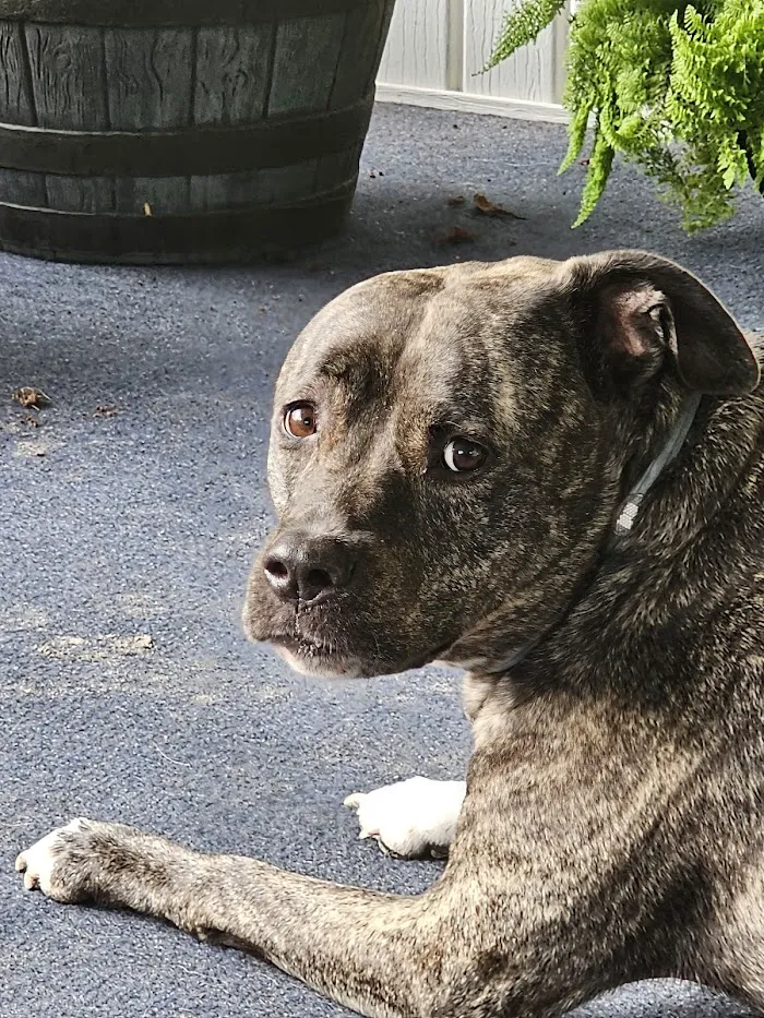 Crystal Springs Veterinary Clinic, PA 12